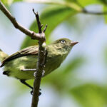As aves que o Brasil acaba de descobrir