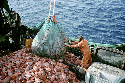 Acordo global para prevenir pesca predatória emperra na OMC
