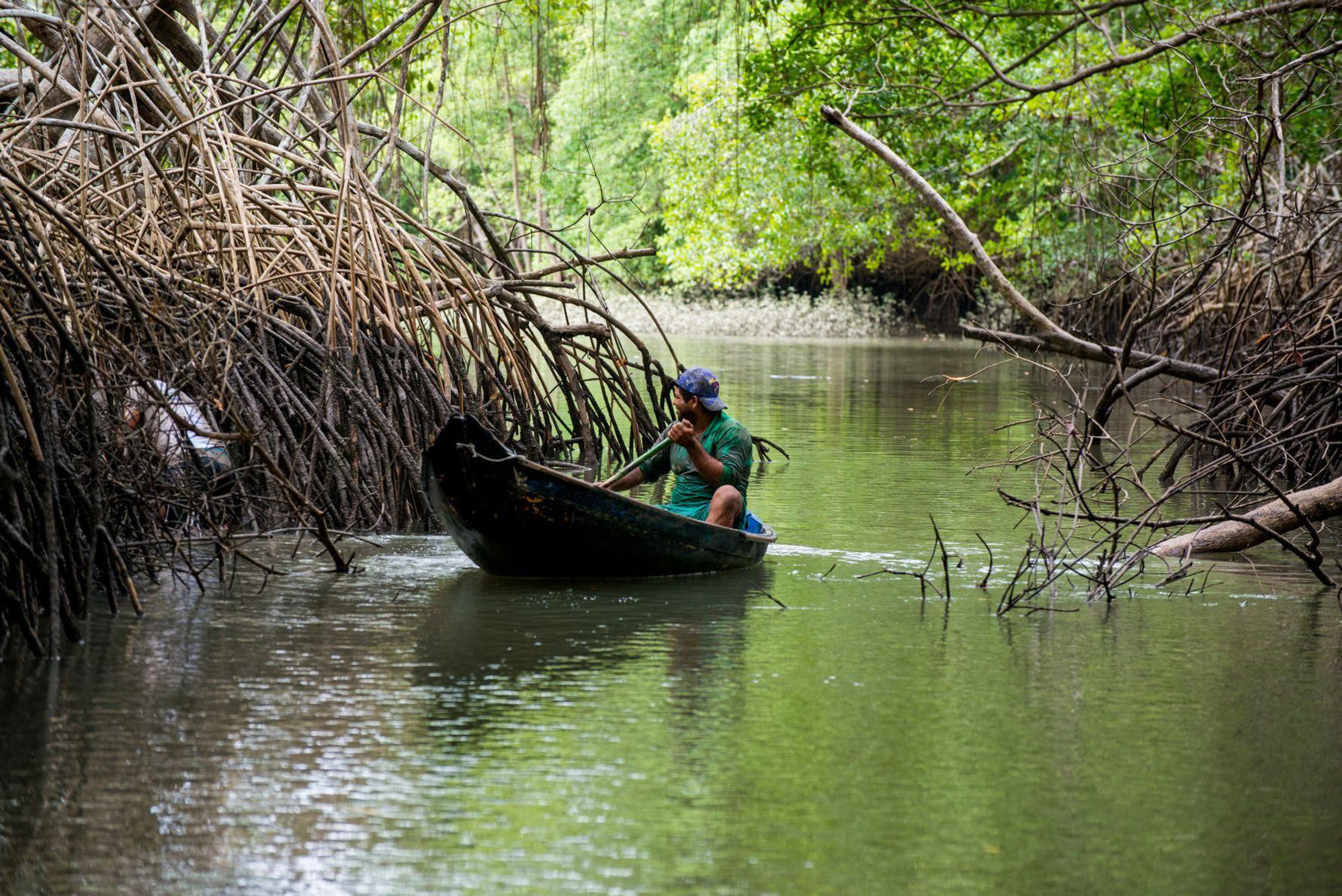 Indonésia: Manguezais para a vida  Movimento Mundial pelas Florestas  Tropicais