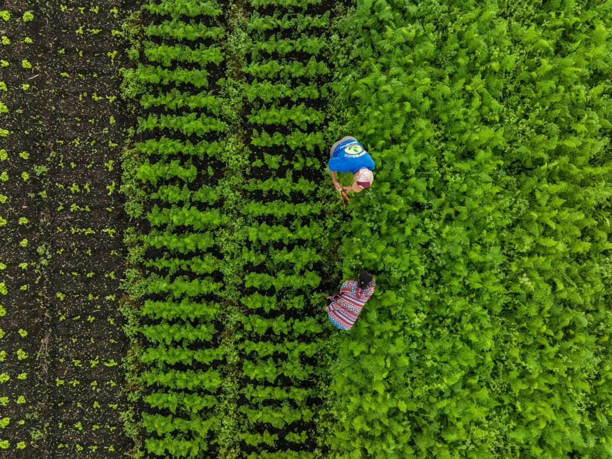 Bom Dia SP, Quadro Verde mostra a relação da cidade com a natureza