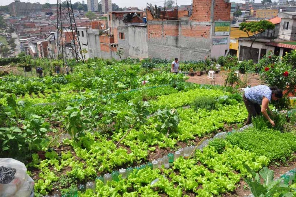 A agricultura urbana em São Paulo e Belo Horizonte: Uma proposta